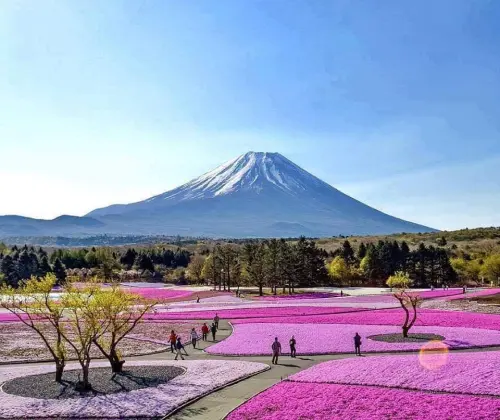 富士芝桜フェスティバル
