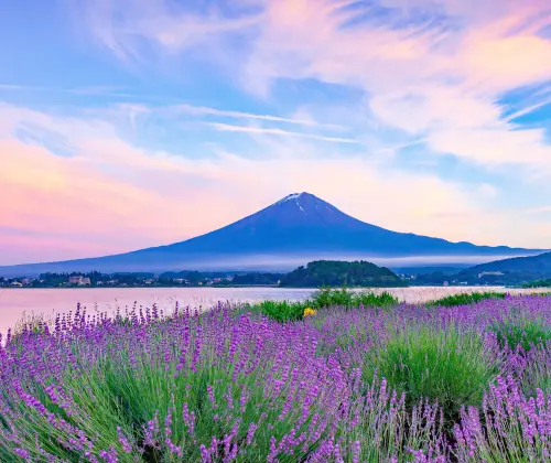 河口湖ハーブフェスティバル