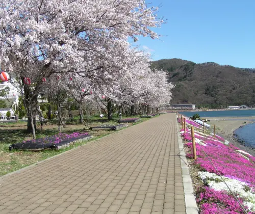 富士河口湖桜まつり