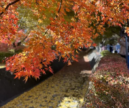 富士河口湖紅葉祭り