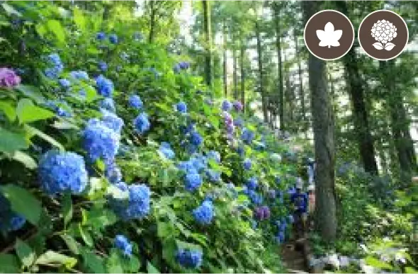 天井山ハイキングコース