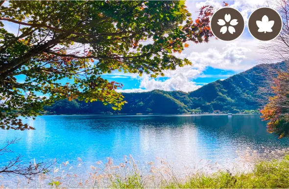 奥河口湖さくらの里公園